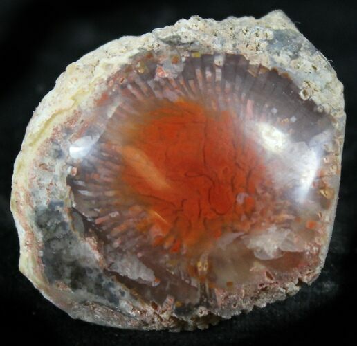 Pennsylvanian Aged Red Agatized Horn Coral - Utah #26409